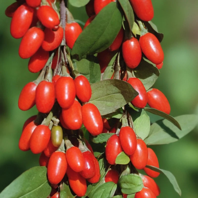 Wolfberry (Goji Berry)